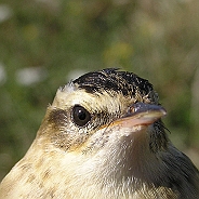 Sävsångare, Sundre 20080729